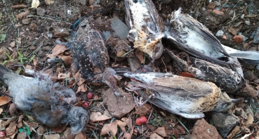 Кировчан предупреждают об опасной болезни птиц