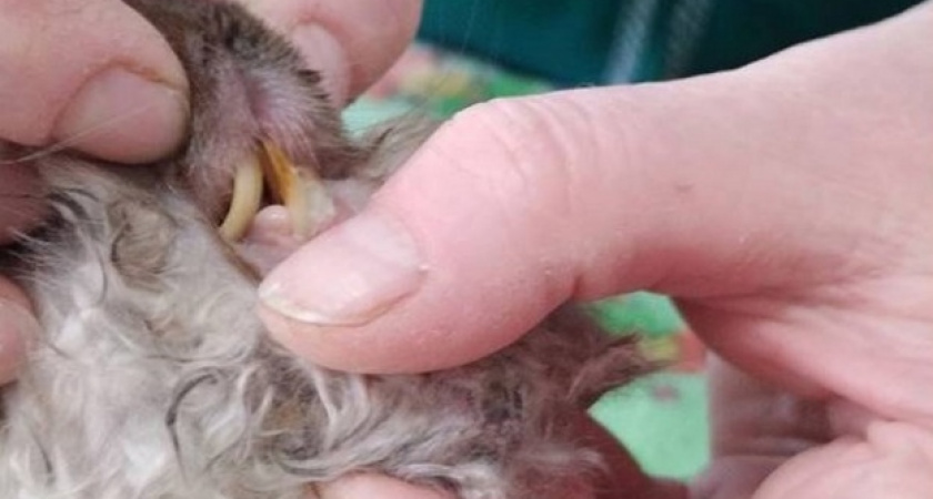 В Кировской области ветеринары спасли кролика, который не мог есть