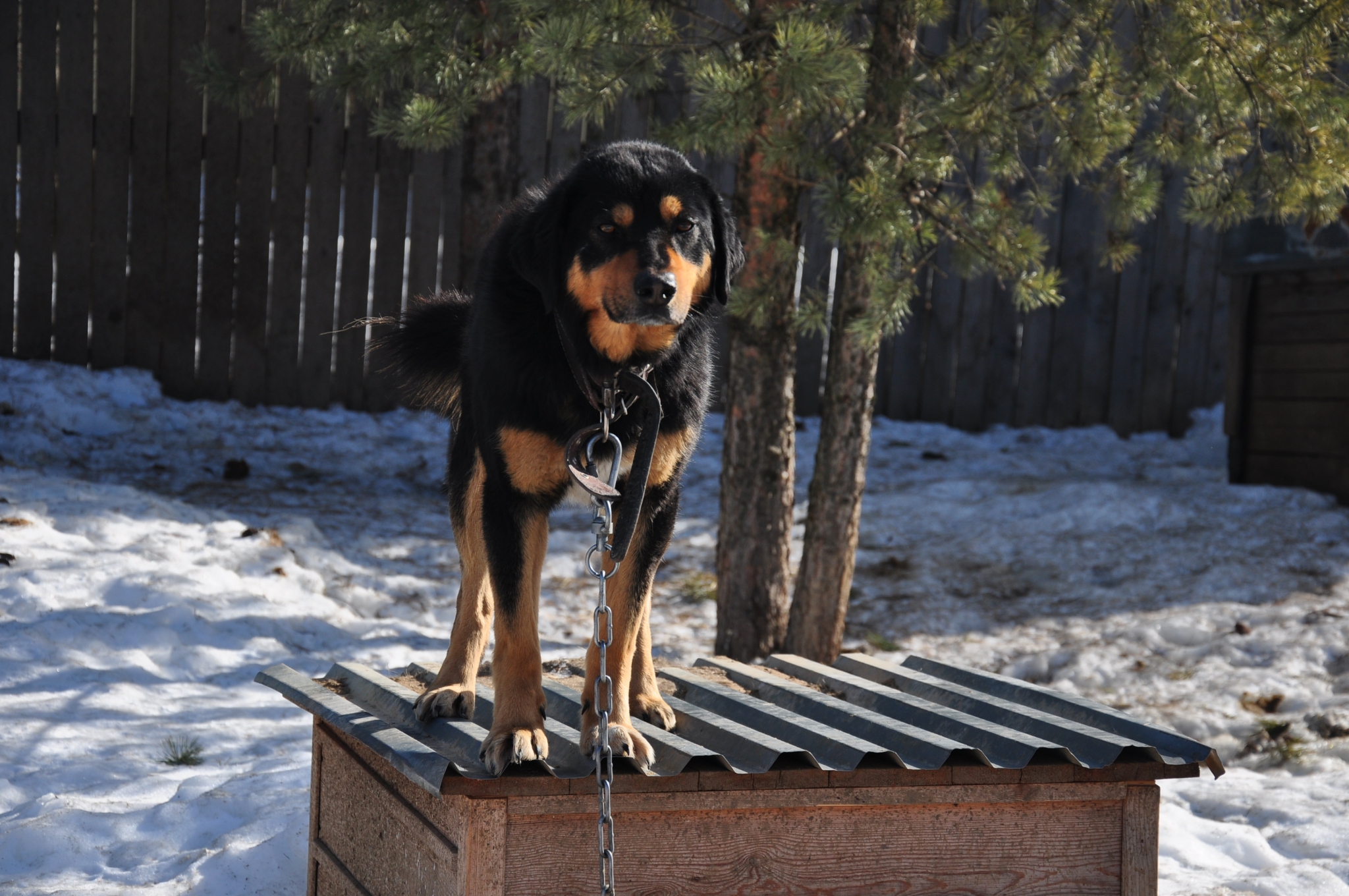 В Кировской области бешеная собака напала на хозяина