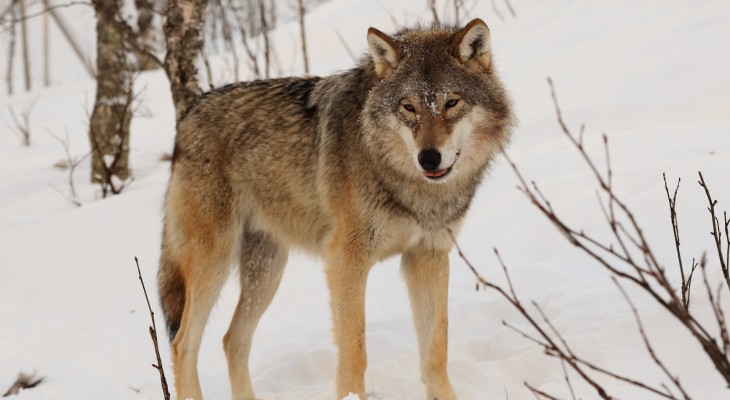 Волки атакуют жителей Рудничного в то время, как охота на хищников закрыта