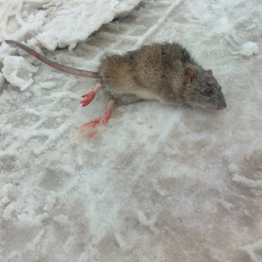 В Кирове очевидцы сфотографировали крысу-мутанта