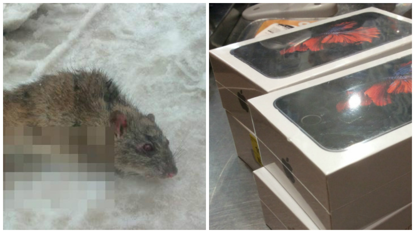 Что обсуждают в Кирове: крыса-мутант и кража 20 iPhone