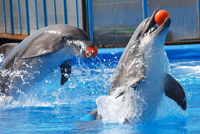 Дельфинарий продлевает гастроли до 12 июня!