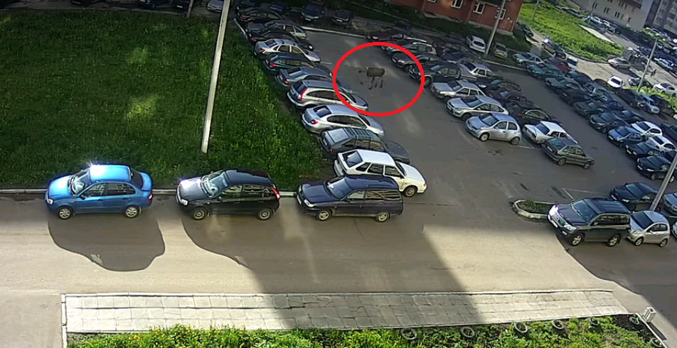 Видео: в Кирове во дворе дома по улице Ленина бегал лось