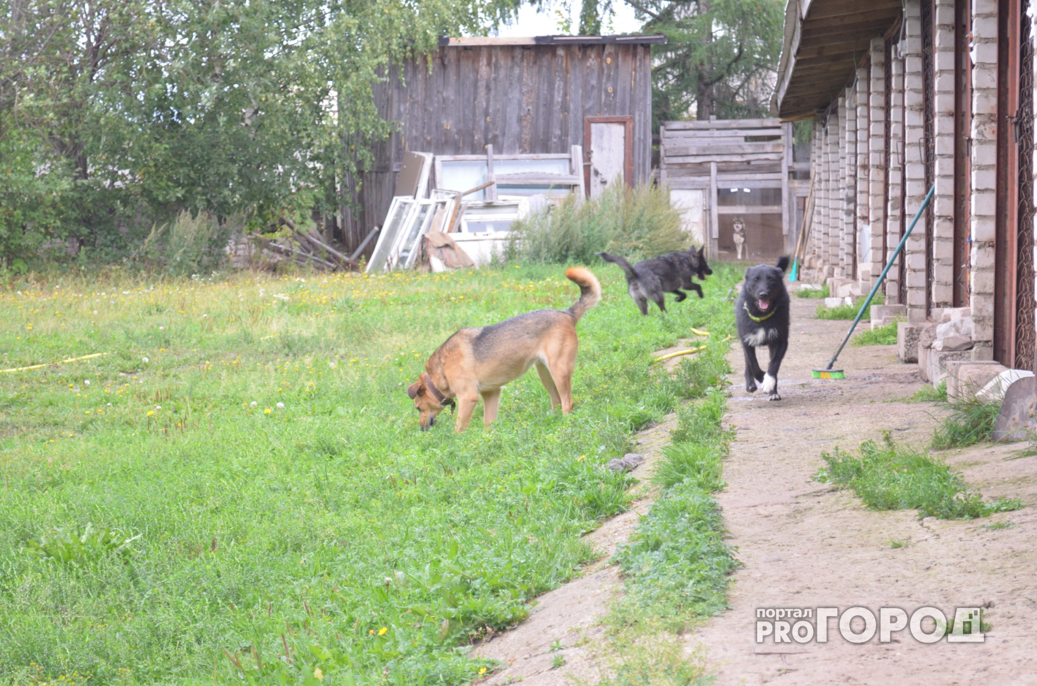 В Кирове ночью неизвестные  выпустили из приюта около 50 собак