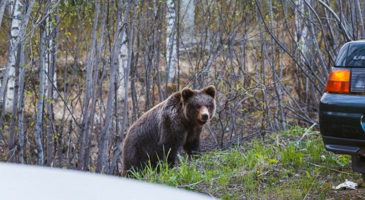 Что обсуждают в Кирове: медведь на улицах и прогноз погоды на понедельник