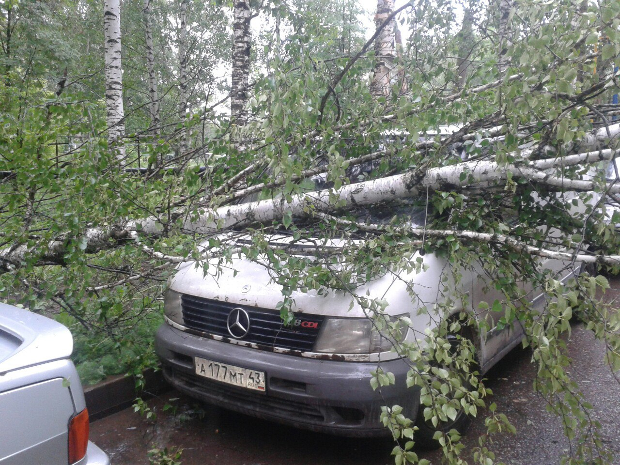 После ураганного ветра в Кирове на иномарку упала береза