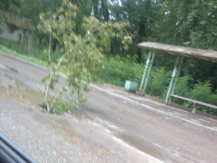 Водители «посадили» дерево в дорожную яму на улице Романа Ердякова