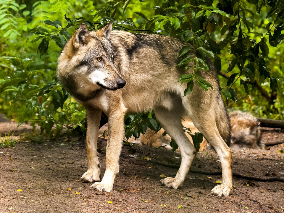 В Кировской области отстреляно более 100 волков