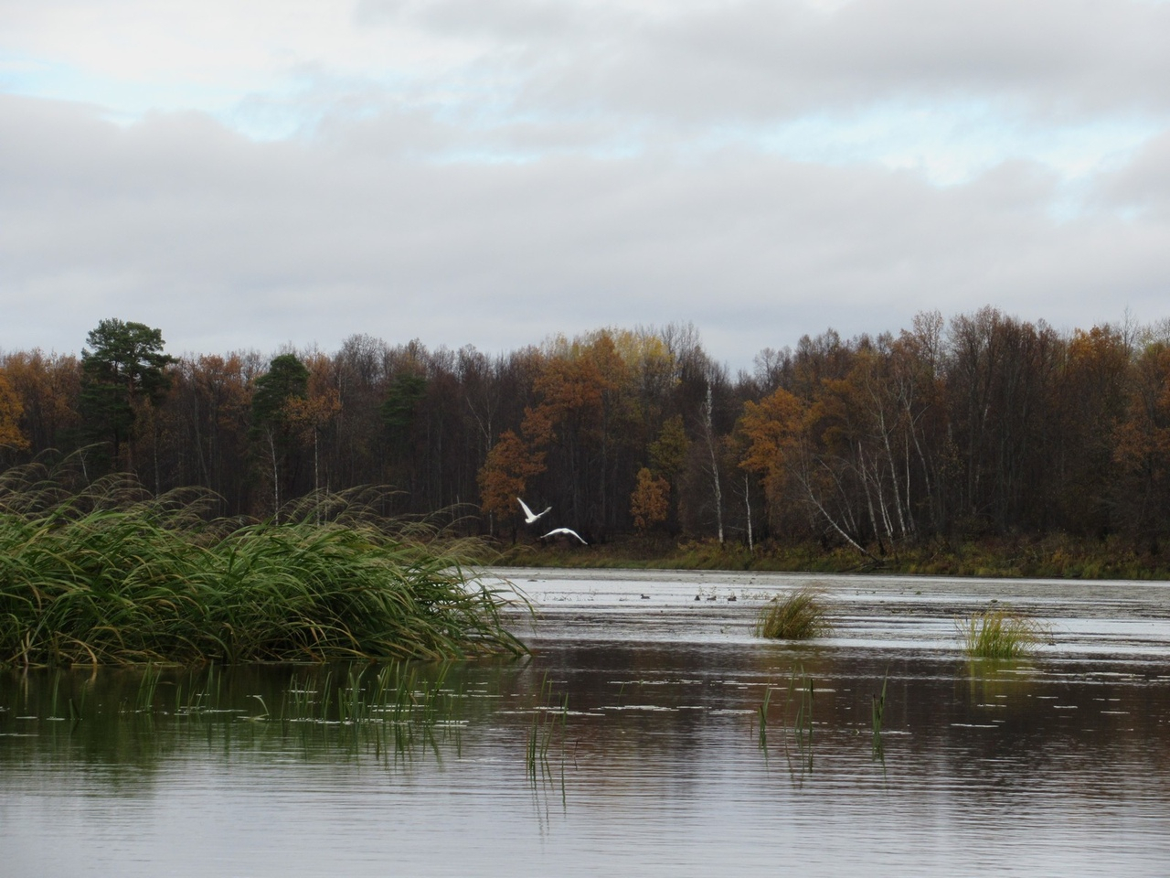 В Кировской области обнаружили редких лебедей, занесенных в Красную книгу