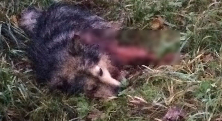 В Кировской области мужчина жестоко убил собаку