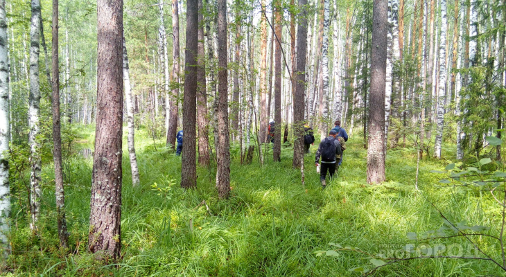 Кировские пенсионеры ушли в лес за грибами и пропали