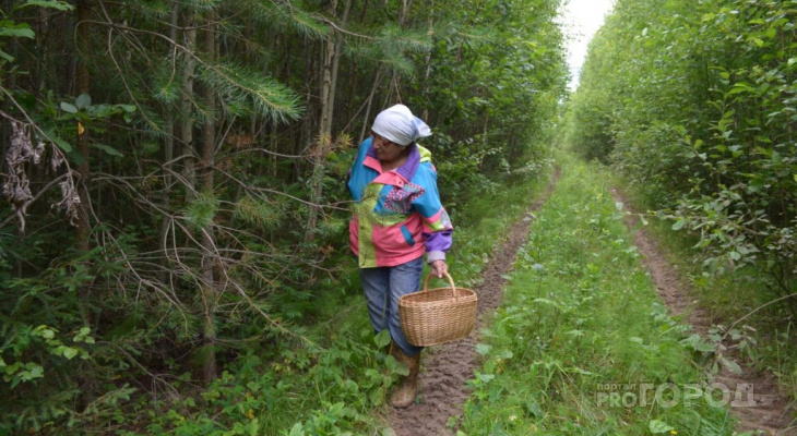 В лесах Кировской области пропали две пенсионерки
