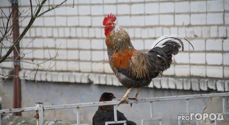 Кировчанам запретили содержать домашних птиц на дачных участках