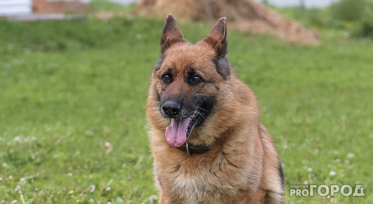 Кировчанку оштрафовали за непривитую собаку