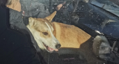 Пса, которого избивал хозяин в Кирово-Чепецке, пристроили в хорошие руки
