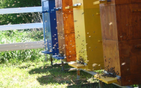 В Кировской области пчеловоды бьют тревогу из-за массовой гибели пчел