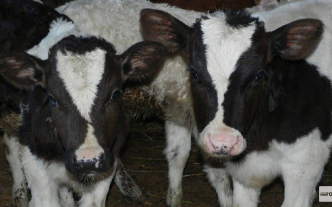 В Кировскую область закупят коров редкой породы для производства сыра