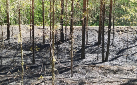 В Кировской области рыбаки устроили лесной пожар