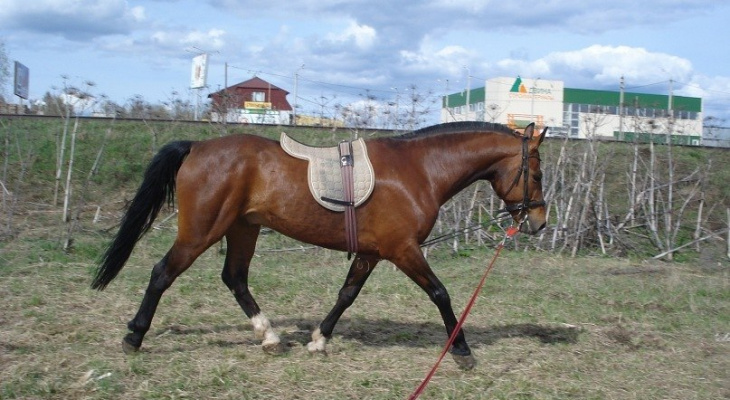 В Кировской области ищут лошадь из Сыктывкара, которую украли на мясо