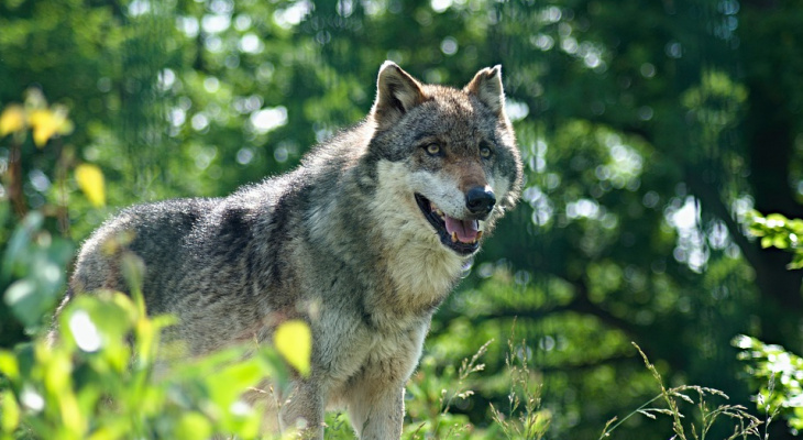 В Кировской области волк набросился на грибника