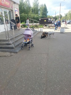 В Кирове родители оставили коляску с младенцем и ушли в магазин: рядом сцепились три собаки