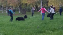 В центре Кирова гуляют медвежата