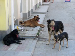 В Кирове возобновили отлов бродячих собак, которые нападают на людей