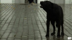 Одна пойманная бродячая собака в Кирове стоит 981 рубль