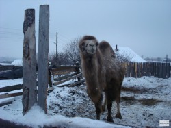 В Кировской области от бешенства привили 6 верблюдов