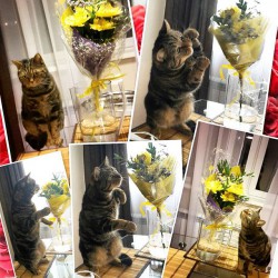 Среда в Кирове: праздник желудка, Сергей Лазарев и кот, который любит цветы
