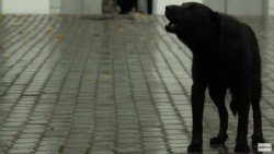 Более 2000 человек выступили против отлова собак в Кирове