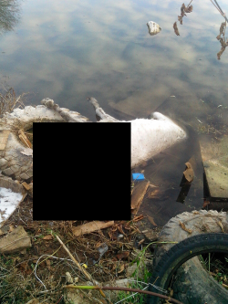 Живодеры выбросили тело пони в пруд в центре Кирова