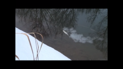 В одной из рек Кировской области массово погибла рыба