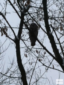 В центре Кирова на дереве сидела сова