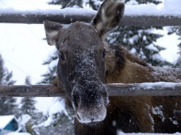 В Кировской области браконьеры убили лося с тепловоза