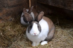 Минобороны заказало для Кировской области 120 кроликов