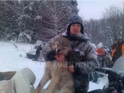В Кировской области поймали двух волков