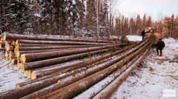В Кировской области ствол упавшего дерева переломил позвоночник вальщику леса