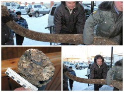 Житель Кировской области во время рыбалки нашел два бивня мамонта