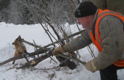 В Кирове рабочие спасли хищника от смерти