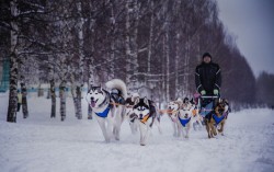 Фото: в Кирове проходят гонки на собаках