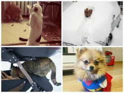 Животные кировчан в «Инстаграм»: 7 фотографий, которые заставят вас улыбнуться
