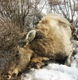 В Кировской области браконьеры вновь убили лосиху с лосенком
