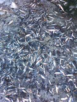 На пруду в Ганино обнаружили несколько сотен мертвых рыб