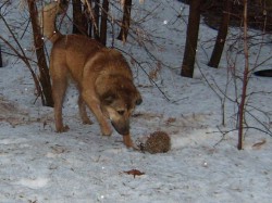 Кировчанин спас ежиков от собак