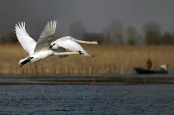 Видео: в Кировскую область прилетели лебеди