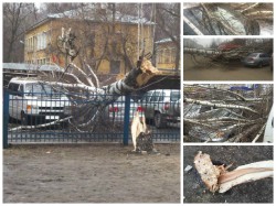 В Кирове ветер повалил березу: дерево «похоронило» под собой две машины