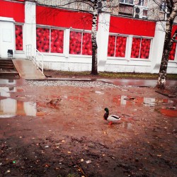 Утро в Кирове: пожарные сирены и утки в городе