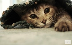 Кировчан приглашают на выставку бездомных кошек